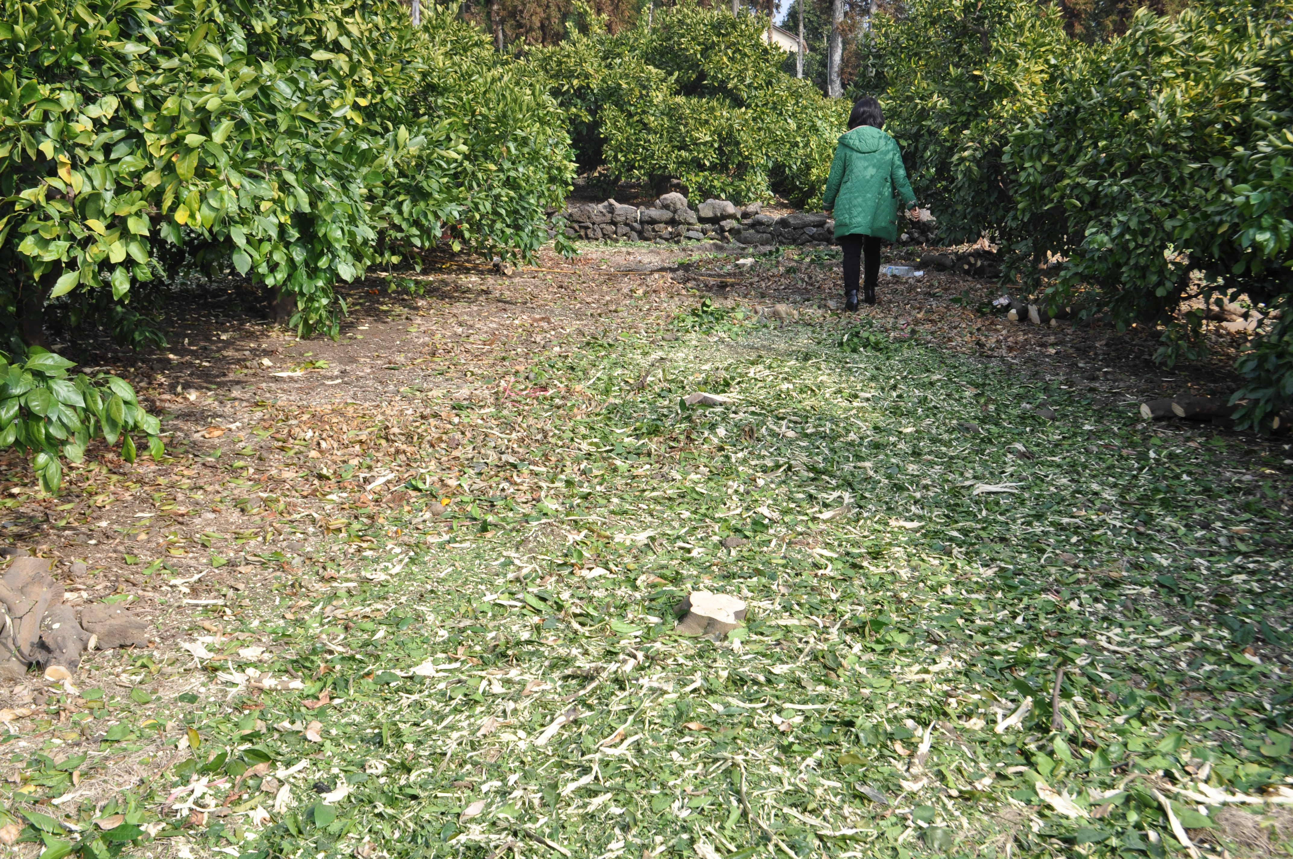 간벌봉사활동 중입니다!